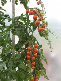 tomaatti kirsikka.jpg